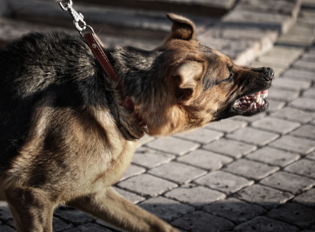 As online shopping continues to grow, parcel delivery workers are spending more time approaching homes, apartment complexes, and private properties every day. Unfortunately, that increase in deliveries has also led to more dog bite incidents involving Amazon drivers, USPS carriers, UPS employees, FedEx drivers, and food delivery workers.