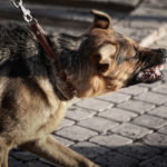 Dog Bites and Parcel Delivery Workers: Understanding Your Rights After an Attack