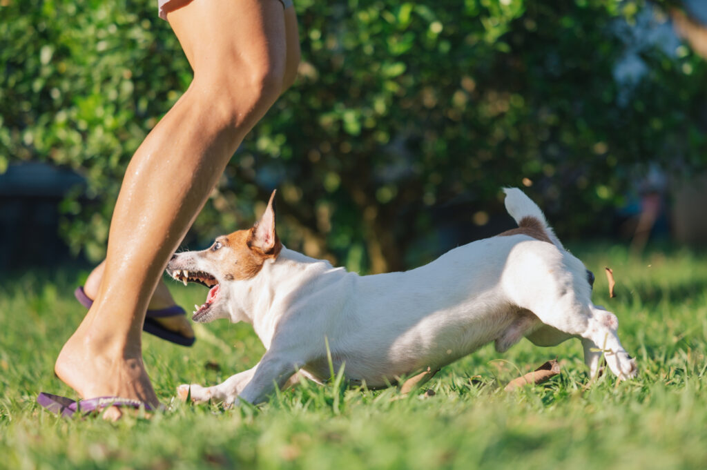 A dog bite involving a child can be one of the most frightening experiences a parent faces. While many dogs are loving family pets, even familiar animals can react unpredictably under certain circumstances. When a bite occurs, the physical injuries are often only part of the challenge. Children may also suffer emotional trauma, anxiety around animals, and lasting scars that affect them for years.