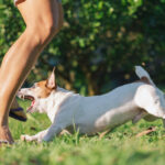 When a Child Is Bitten by a Dog: What Parents Should Know