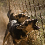 Who Is Liable When a Dog Attacks a USPS Mail Carrier?