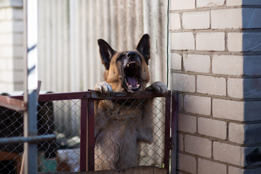 A dog bite can happen quickly. A person may be left with a painful wound, bleeding, or even a serious injury. After an attack, getting medical treatment is important. But there is another step that dog bite victims should not overlook: reporting the incident to the local health department. Reporting a dog bite is not only about creating a record of what happened. Health officials may need to determine whether the victim was exposed to rabies and whether the dog should be observed or quarantined.