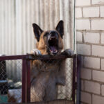 Why You Should Report a Dog Bite to the Health Department