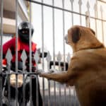 Dog Bites While Delivering Food in New York: What Should You Do?