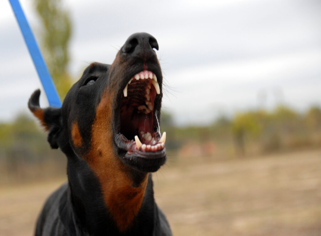 Animal attacks can happen in many different settings. A person may suffer injuries from a dog at a neighbor's home, a cat while visiting someone's property, a horse on a farm, or an exotic or wild animal kept by an individual or business. Even an animal that has never attacked anyone before can cause serious injuries when its owner or another responsible party fails to control or safely manage it.