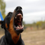 Animal Bites and Attacks in New York: Who Can Be Held Responsible?