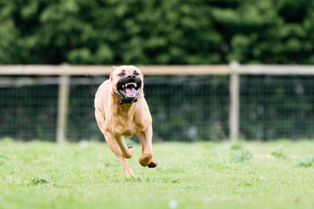 A dog attack in an apartment building can leave someone with serious injuries, unexpected medical bills, and lasting emotional distress. While the dog’s owner may be responsible, the property manager could also face a claim in certain circumstances. For example, management may have known that a dog was dangerous but failed to take reasonable steps to address the risk.