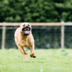 Can a Property Manager Be Responsible for a Dog Attack in an Apartment Building?
